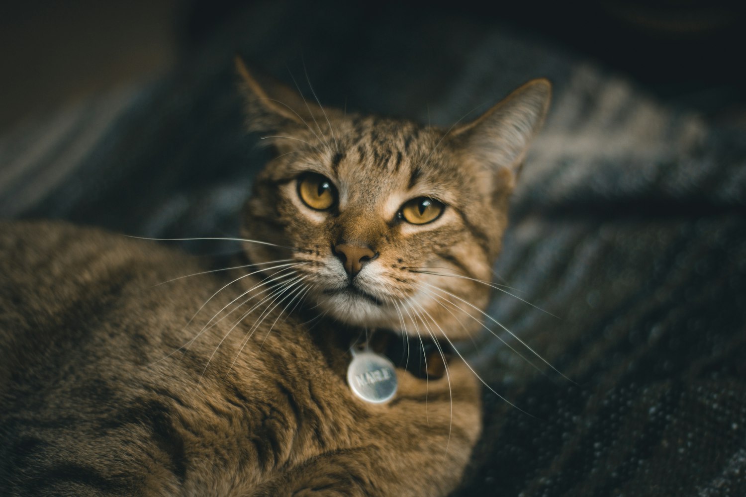 猫咪应用最新版,升级体验与独特功能探索