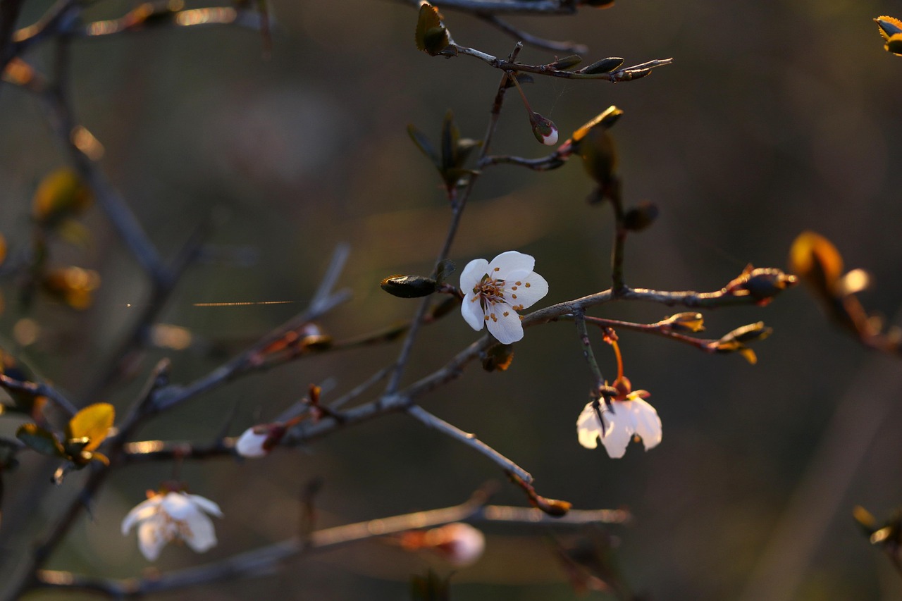倩女性花开电影,影像艺术之美的绽放