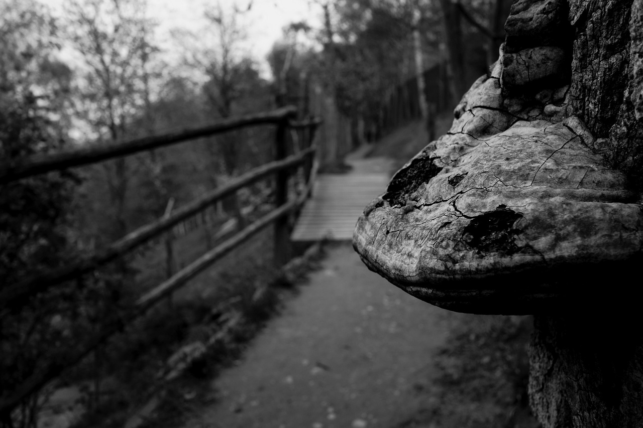 临西环保局动态信息报告更新,最新环保行动与成果汇总