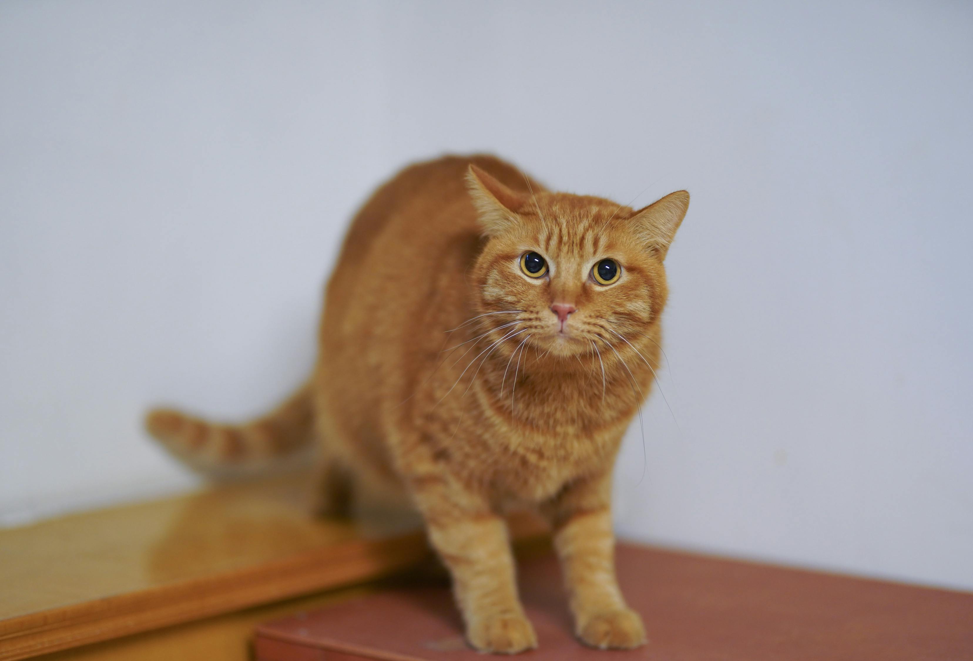 猫品种与价格深度解析,探索猫咪世界的奥秘