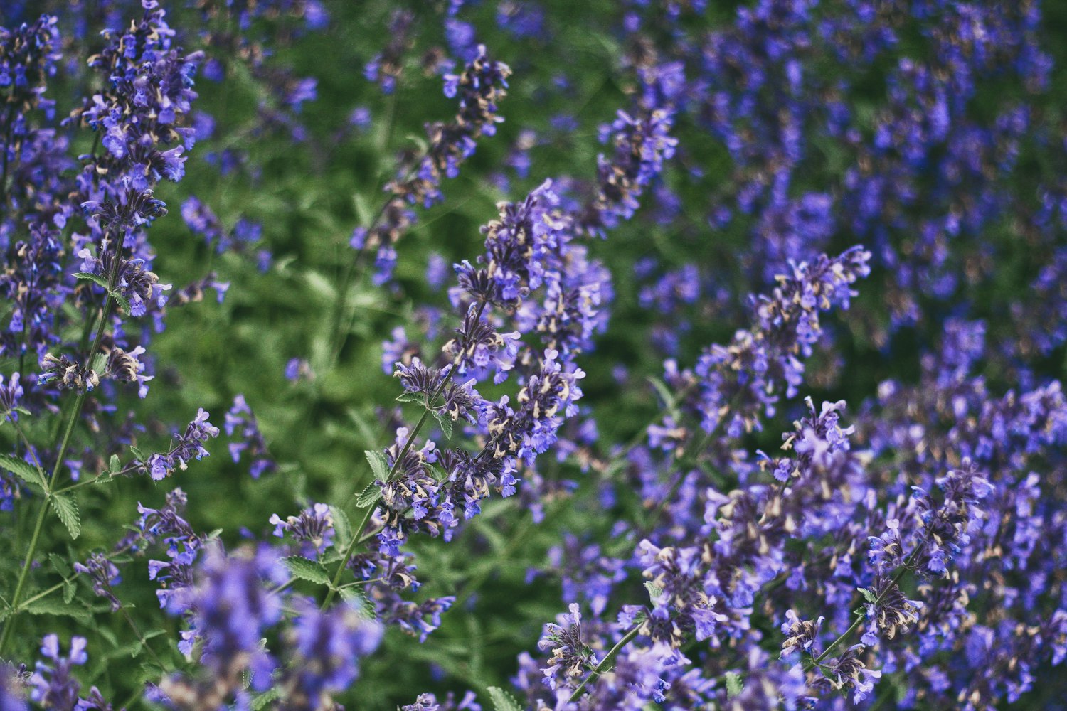 手机少女与动漫世界的交织热爱与梦想之旅