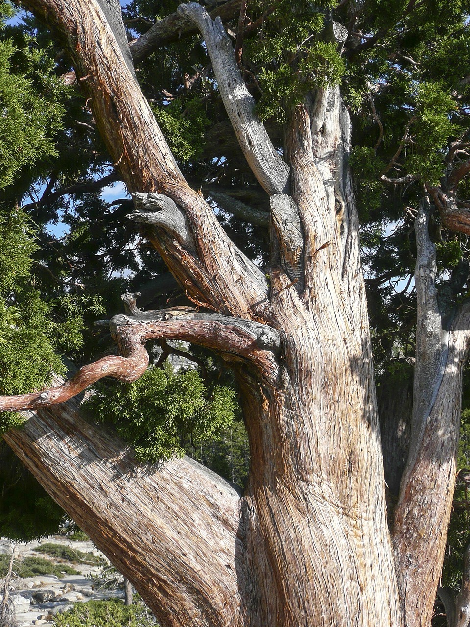 南通雀舌盆景图赏,自然与艺术之美展现