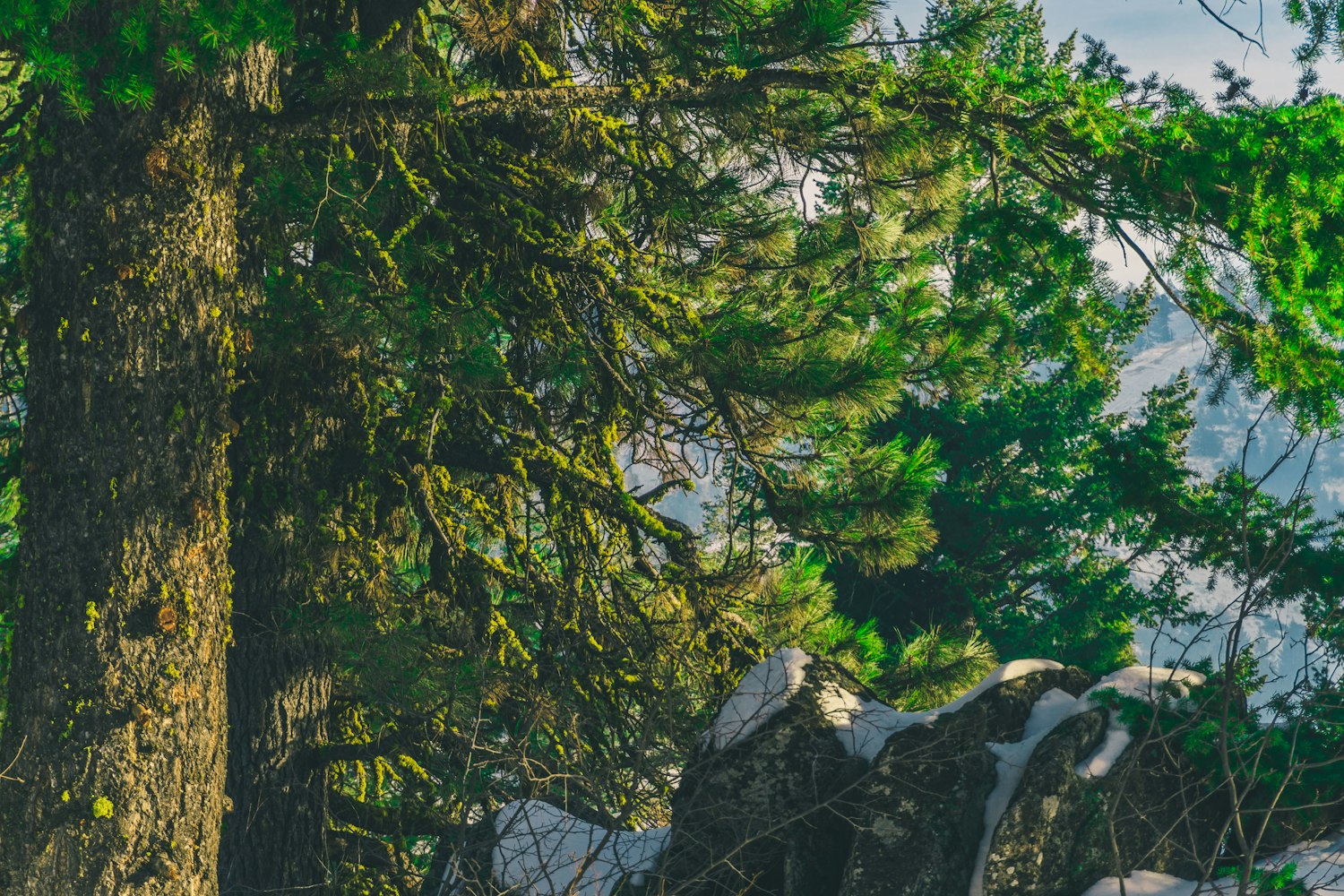 南通雀舌盆景图赏,自然与艺术之美展现