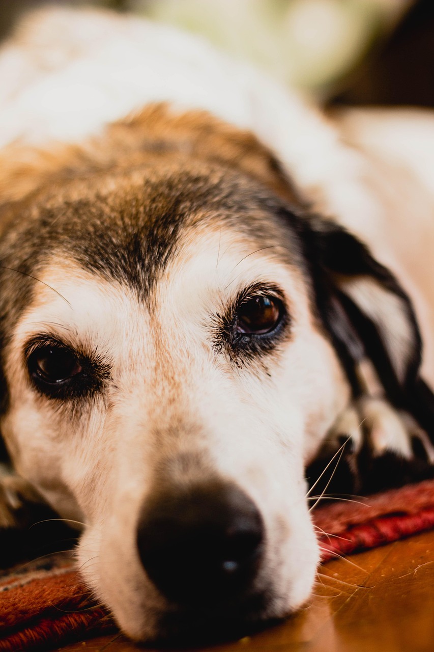 最新狗狗动画大盘点,萌犬世界的精彩瞬间