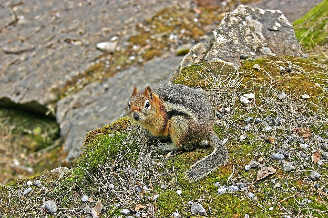 最新灭鼠技术引领无鼠环境新篇章
