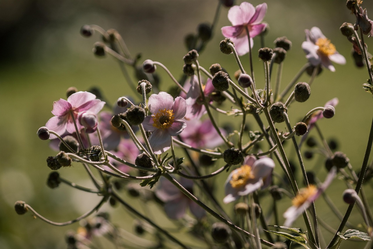 缅甸绿豆价格动态及分析
