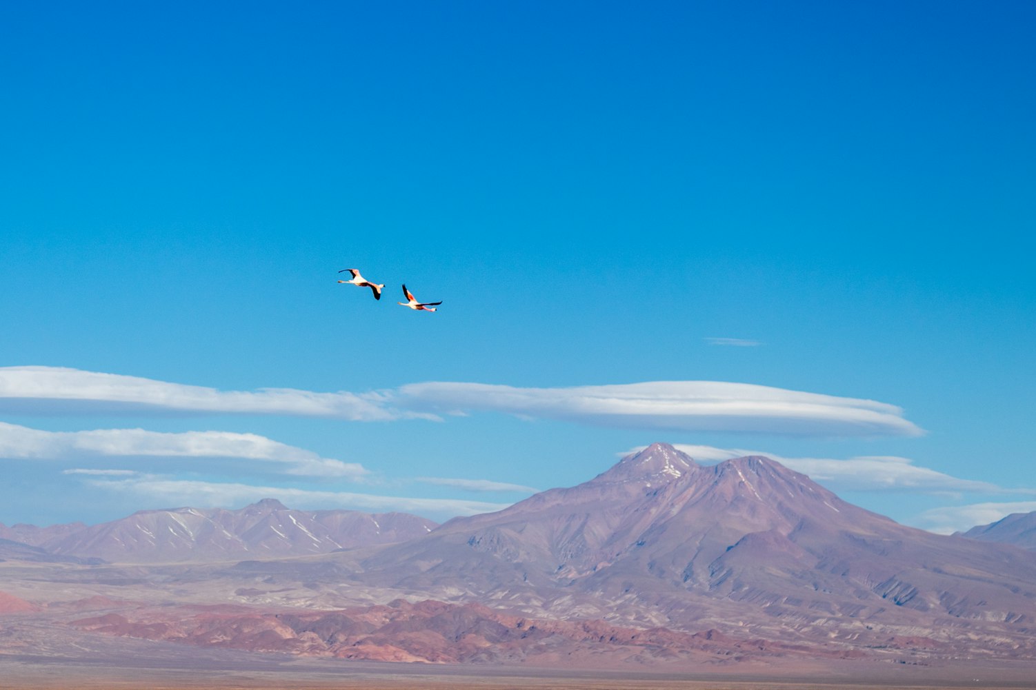 默克尔最新动态,德国政治与经济领域的焦点关注