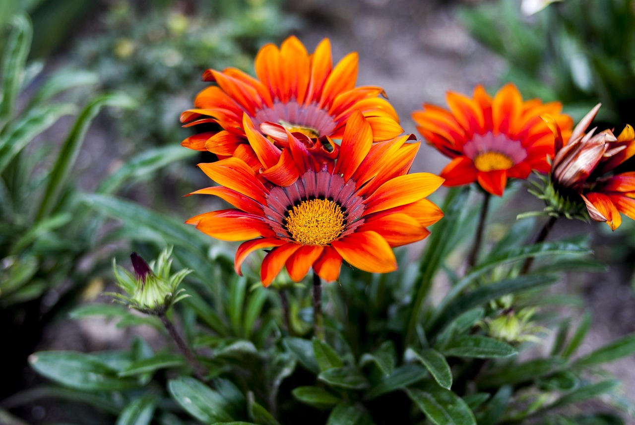 中通国脉股票最新消息全面解析与动态更新