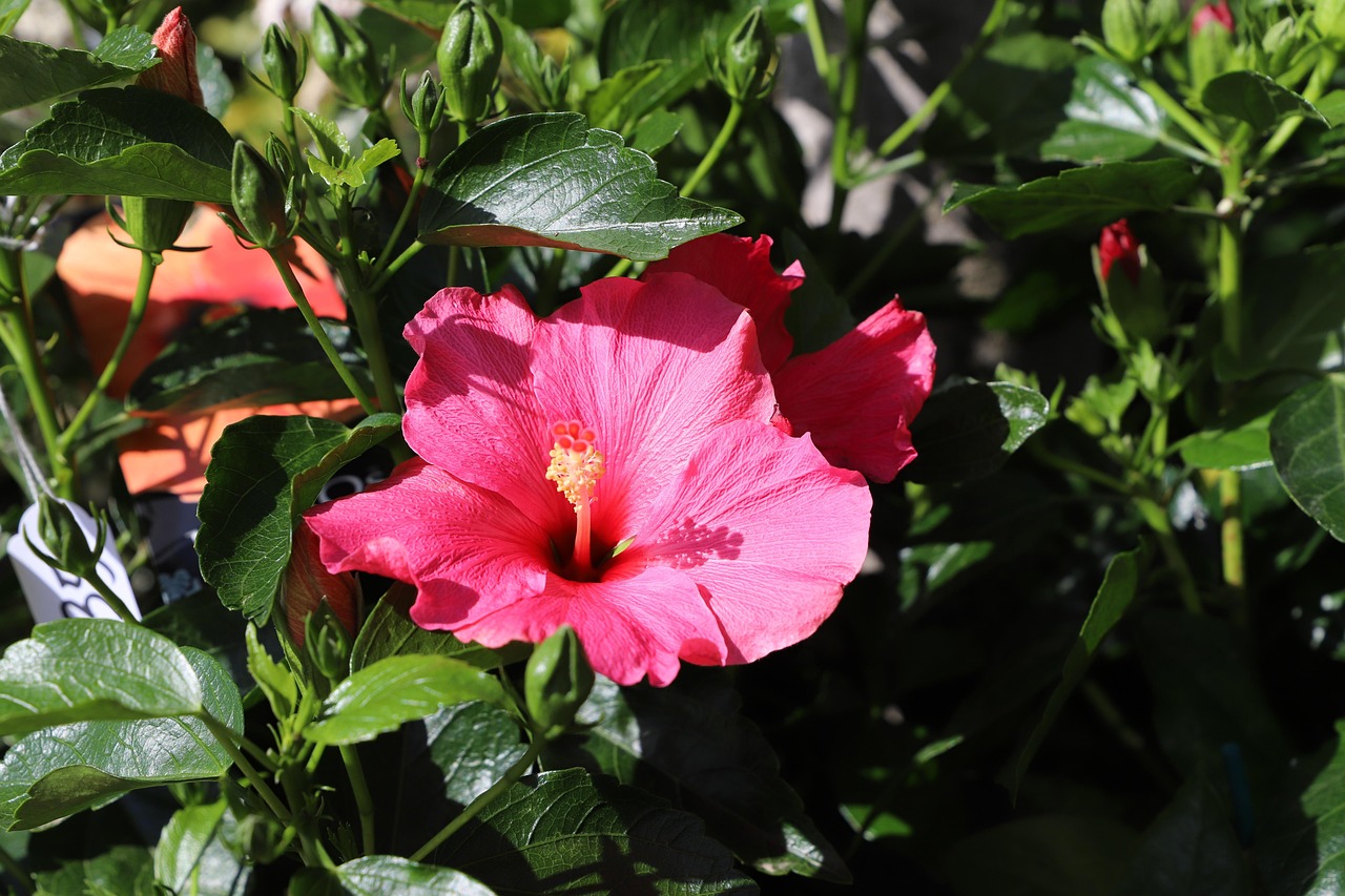 美人鱼最新动态揭秘，电影背后的故事与新鲜资讯速递