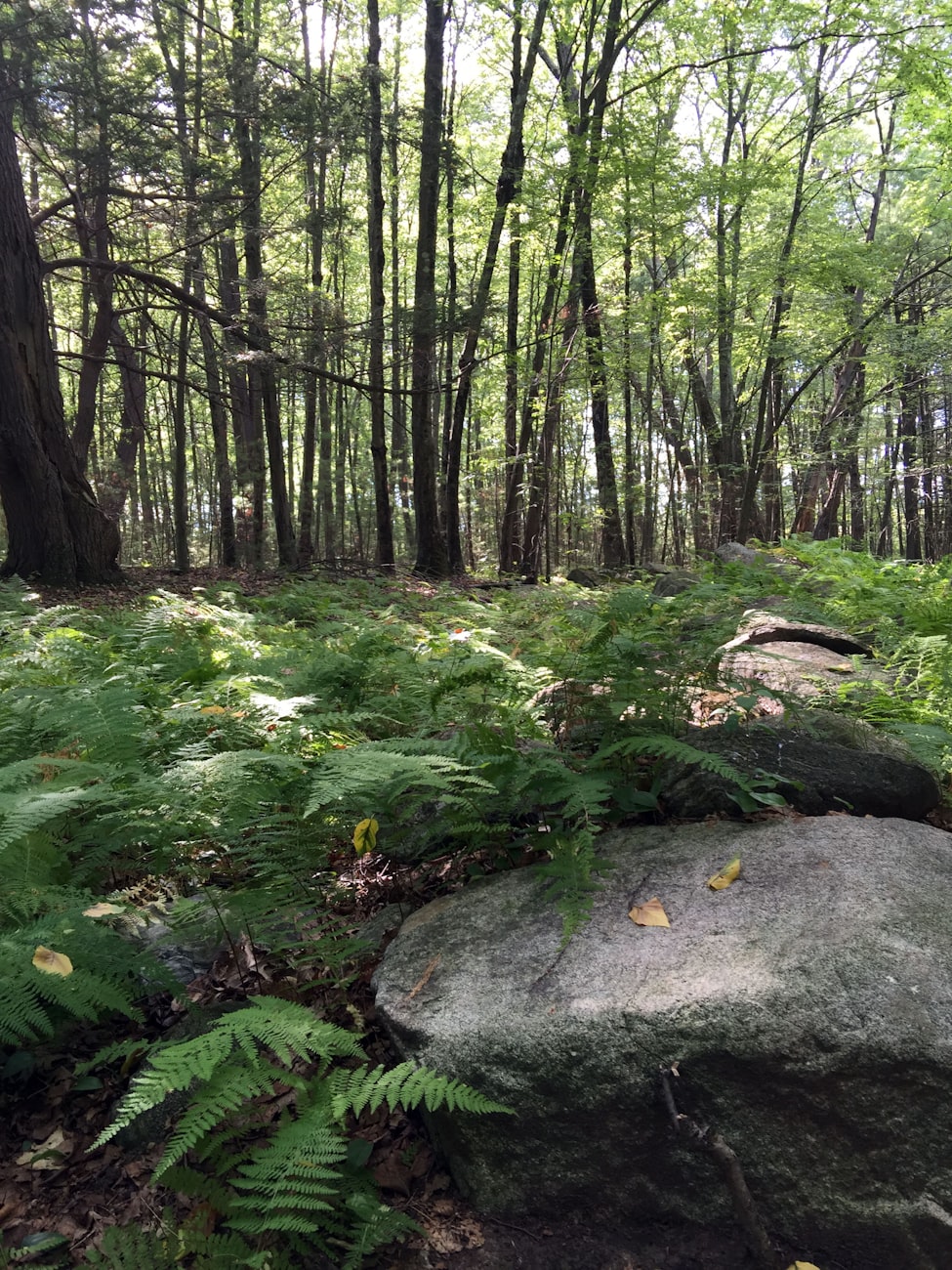 邻家空姐最新动态揭秘，航空界的璀璨明星探索