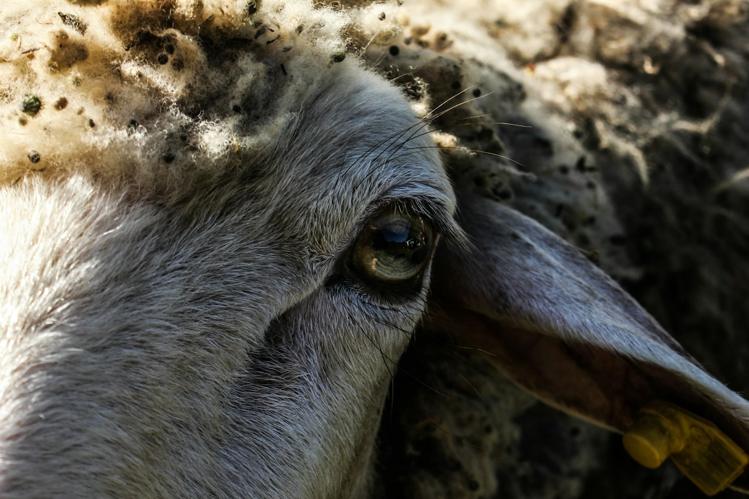 羊最新价格动态，市场走势及影响因素深度解析