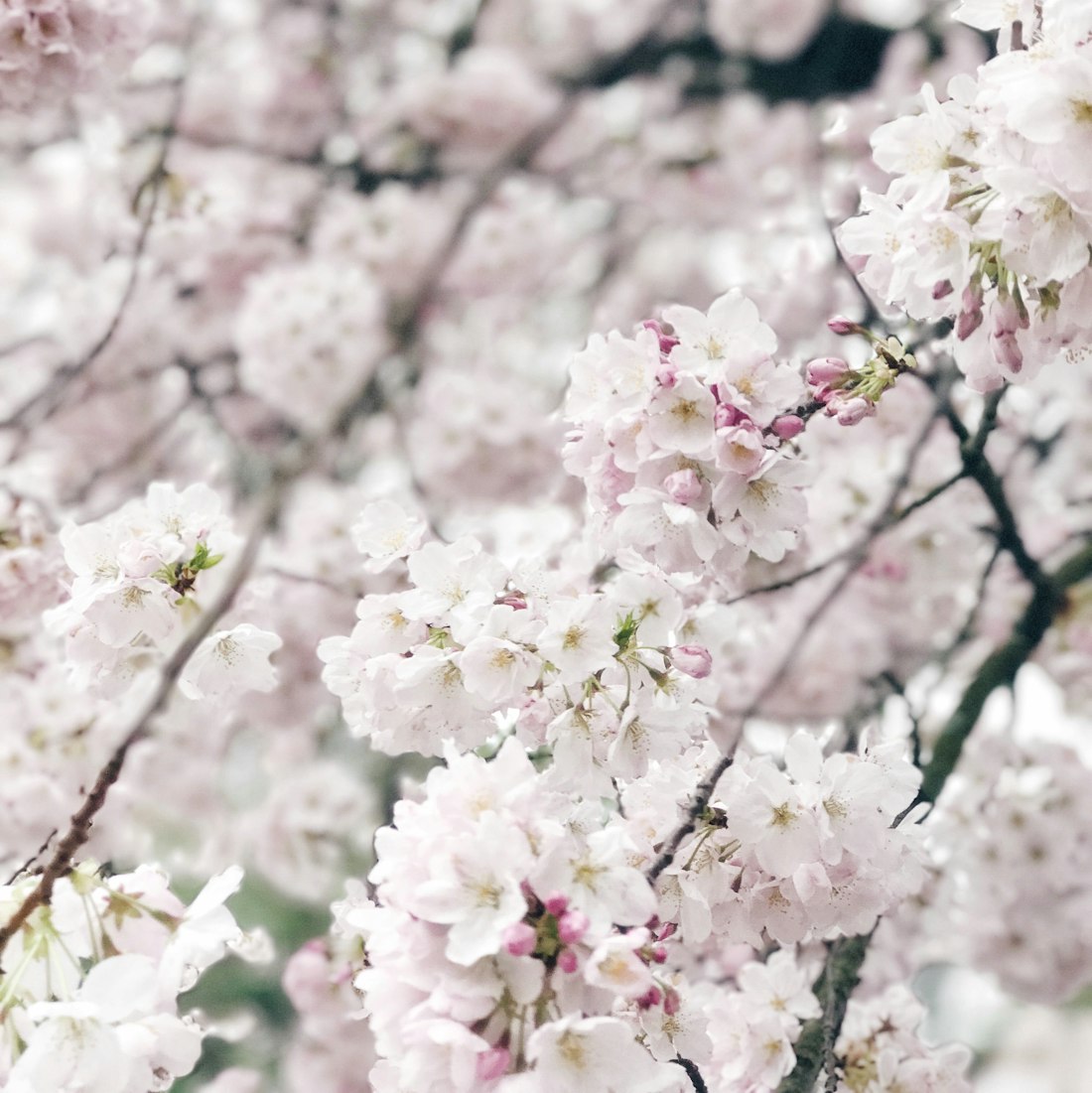 QQ情侣动漫头像，爱的瞬间与情感传递的浪漫画面