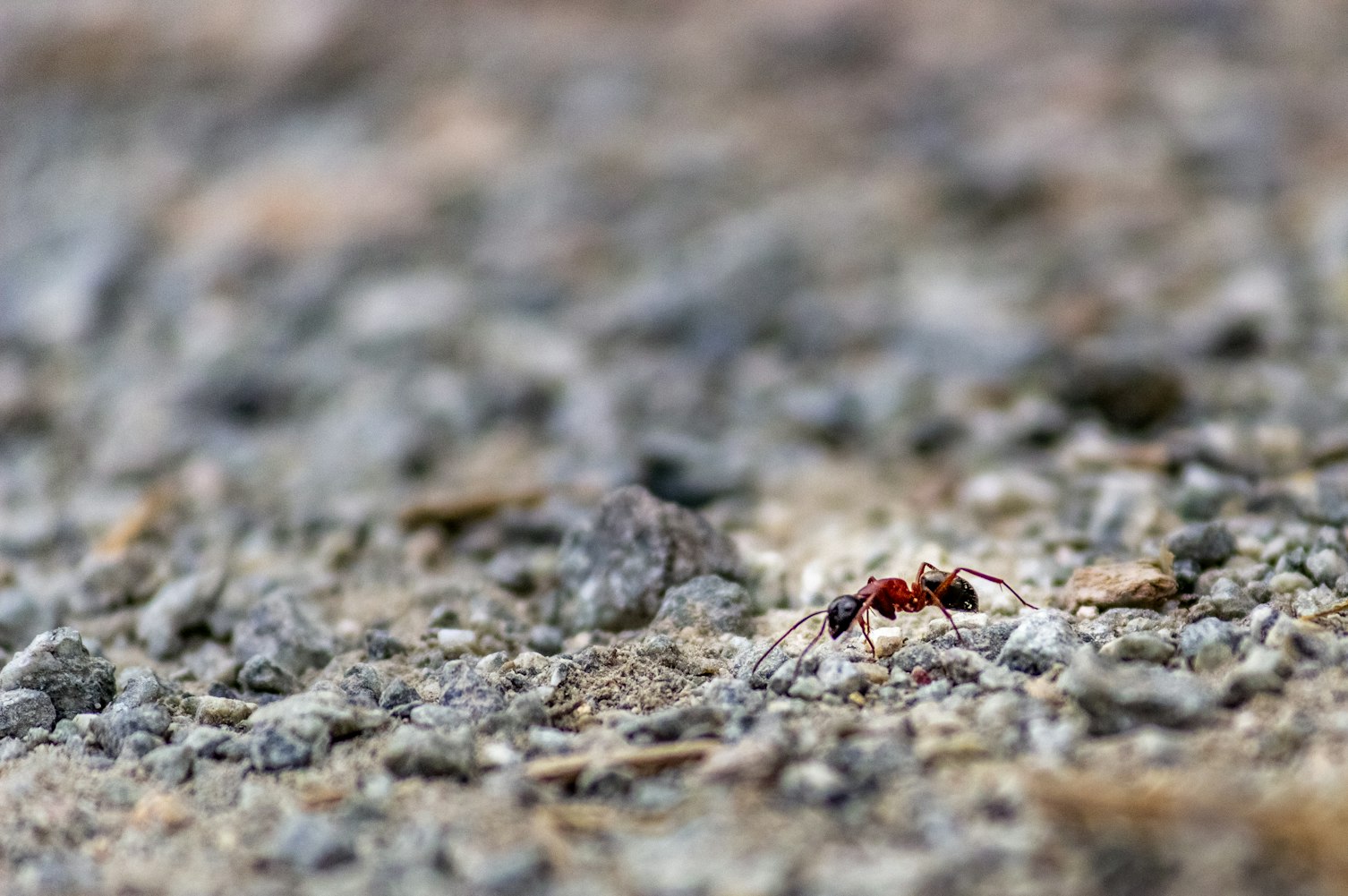 蚂蚁森林更新规则揭秘,绿色行动的新篇章启动