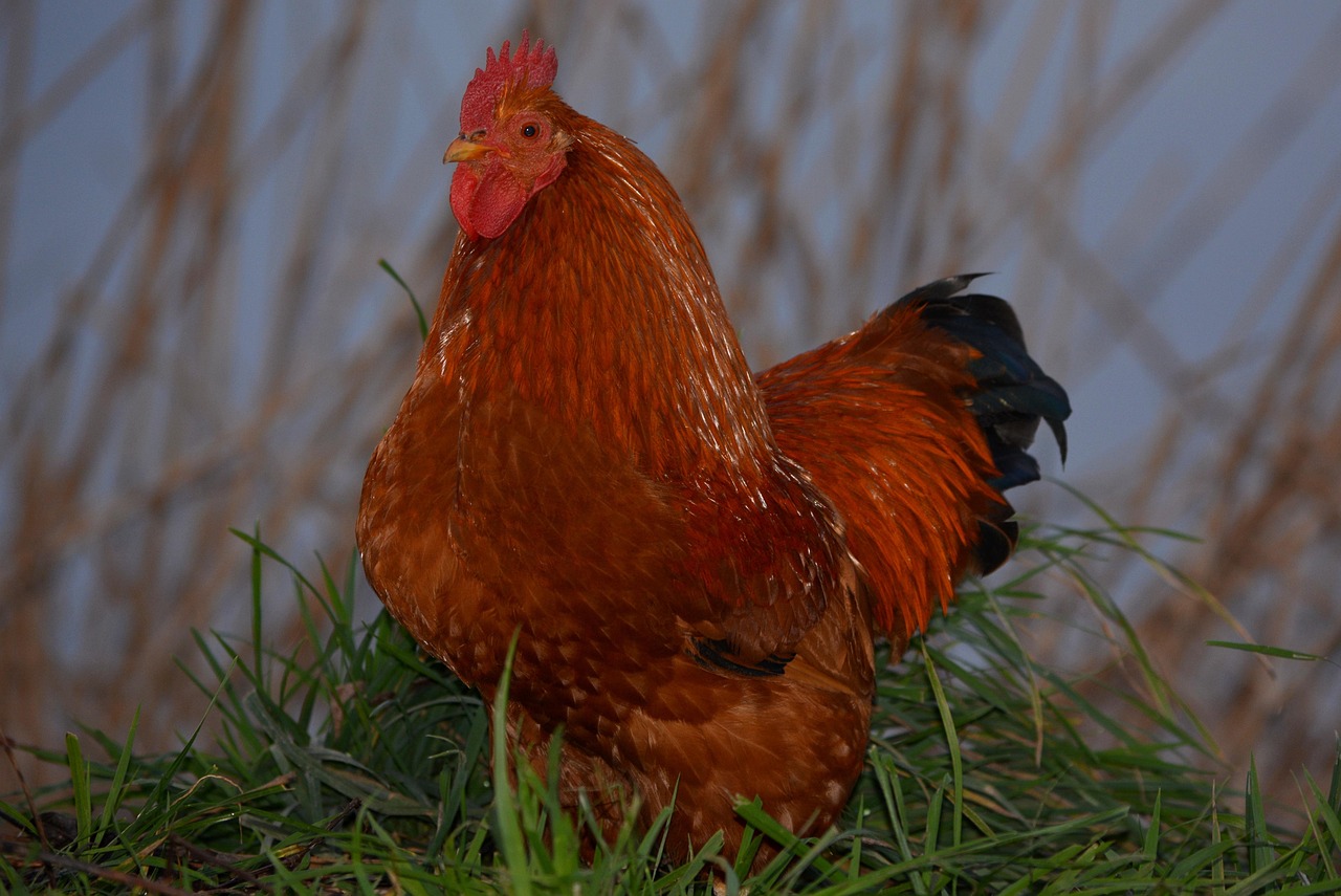 四川茂县山体滑坡最新进展报告,实时更新滑坡动态及救援进展
