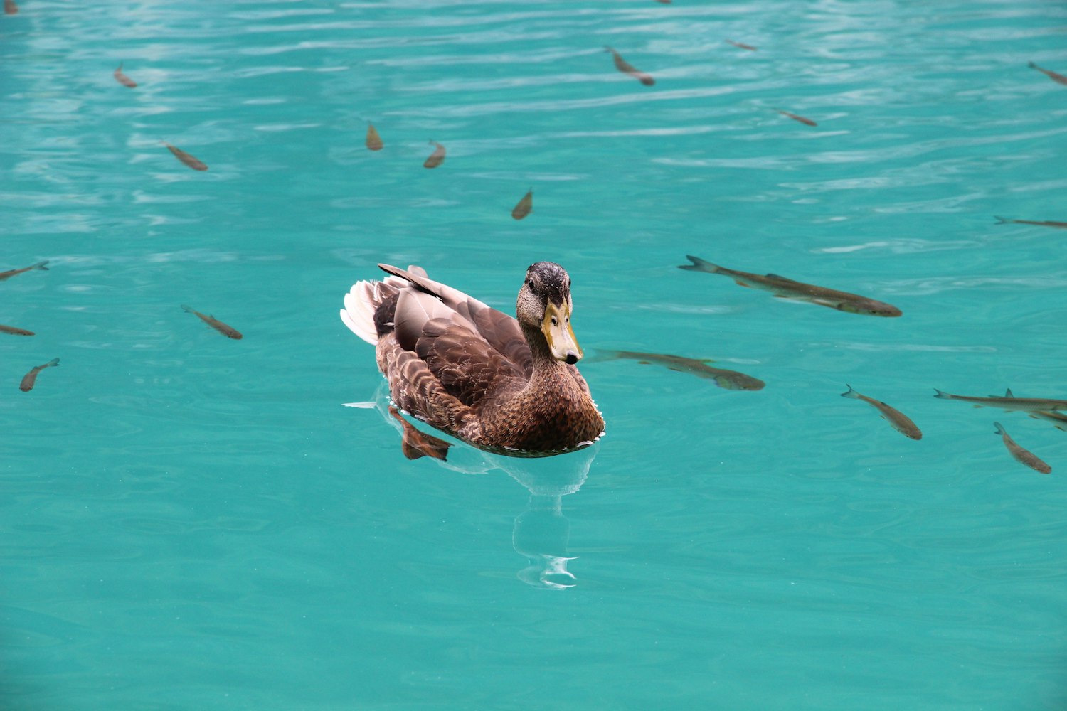老窝鸭最新观看链接揭秘，探索与发现的旅程