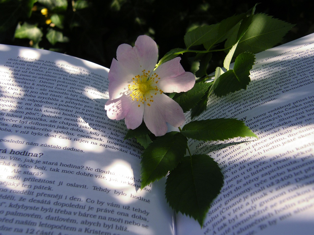情迷六月花电影，光影交织的艺术盛宴探秘