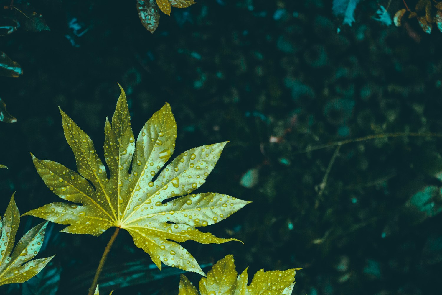 绿色动漫图片，探索动漫世界中的绿色元素魅力