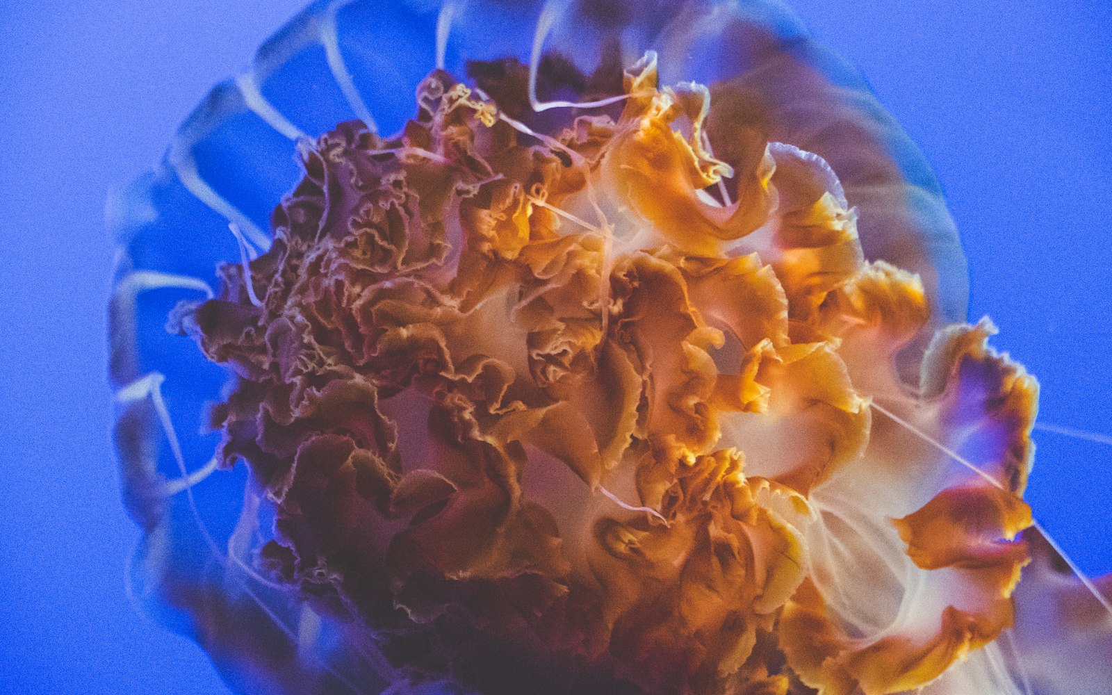 探索动漫世界的魅力，4K动漫图片的细节之美