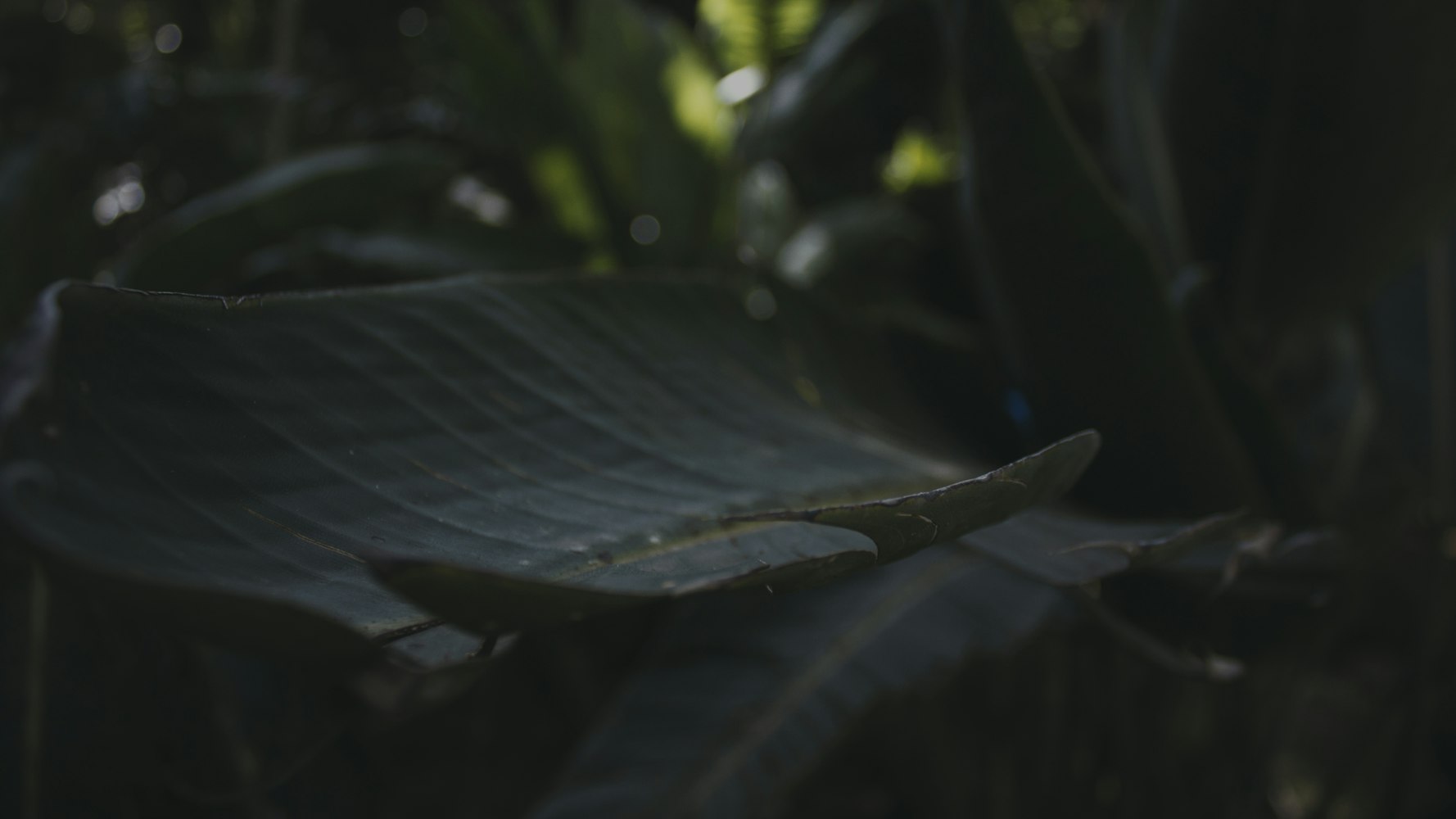 金瓶酶全集电影，揭秘生物科技与人性之谜的奥秘探索