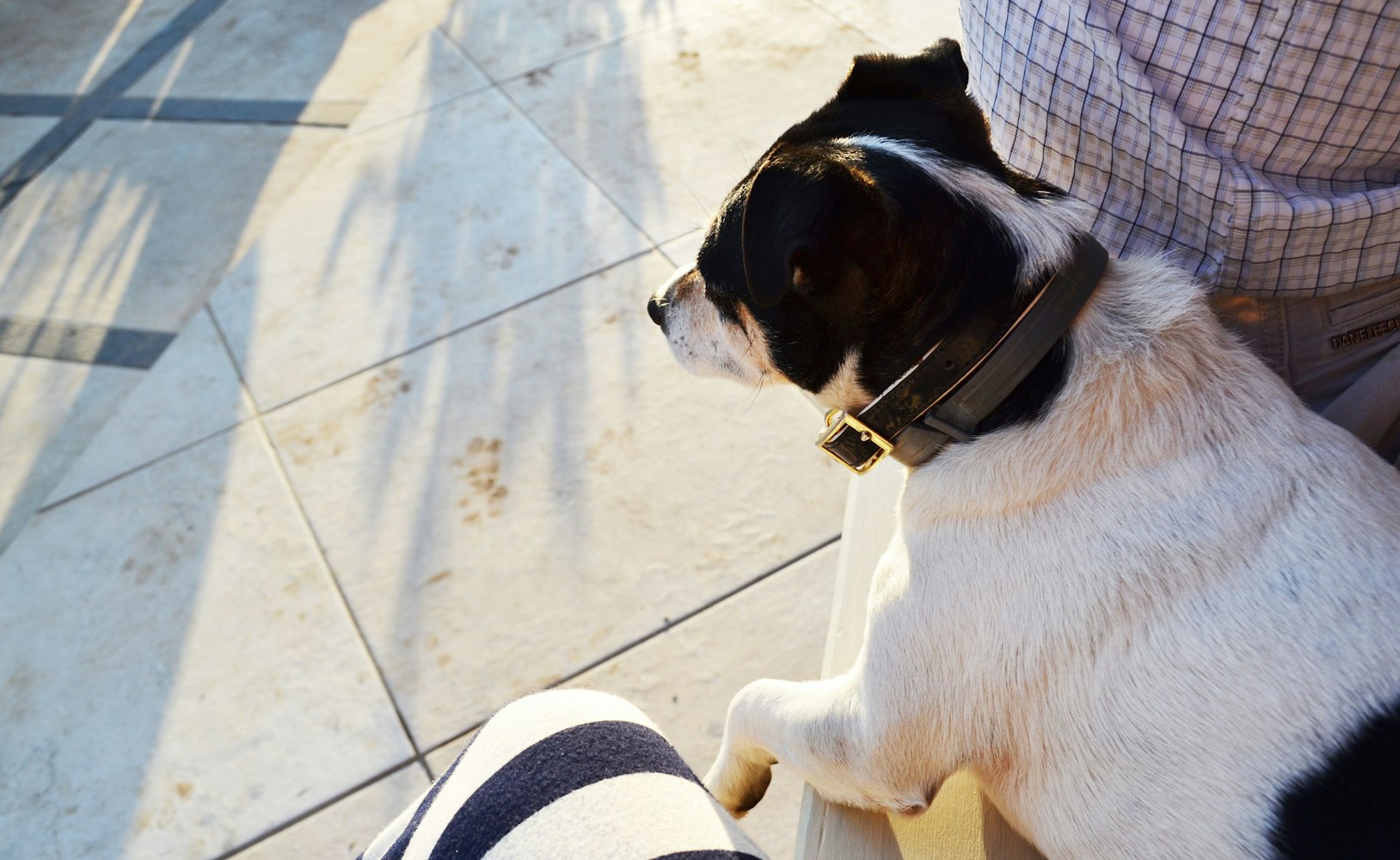 最新韩剧中的狗元素，探索与解读