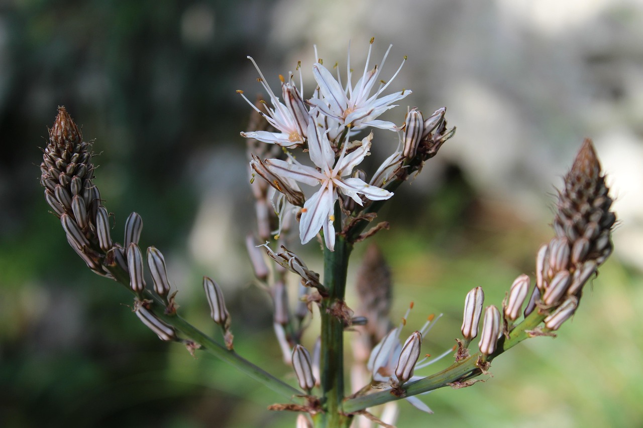 2017年长江洪水最新动态，挑战与应对策略揭秘